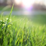 blade of grass