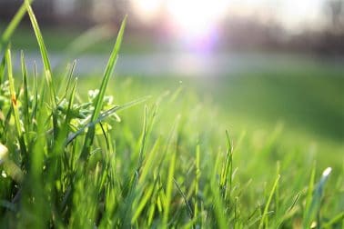 blade of grass