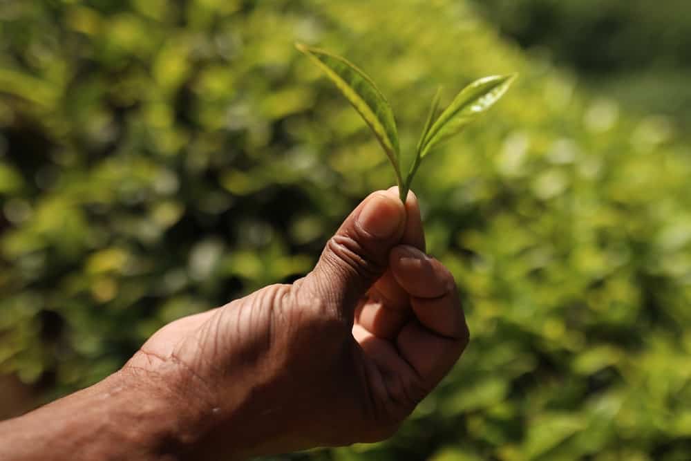 kapchorua Tea Kenya