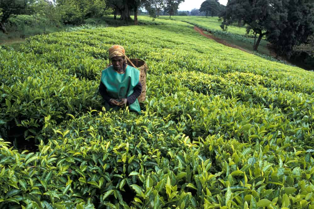 limuru tea company