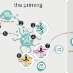 Diagram illustrating the mechanism of action of Scancell's iSCIB1+ ImmunoBody DNA immunotherapy, showing antigen presentation and T-cell attack on tumor cells in melanoma.