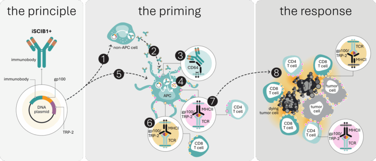 Diagram illustrating the mechanism of action of Scancell's iSCIB1+ ImmunoBody DNA immunotherapy, showing antigen presentation and T-cell attack on tumor cells in melanoma.