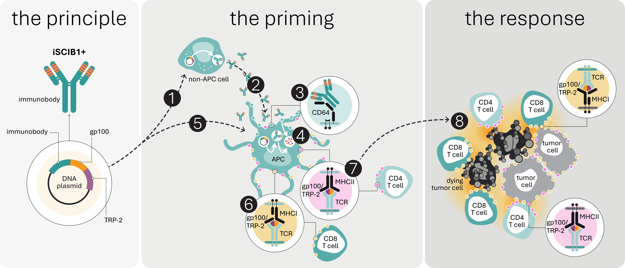 Diagram illustrating the mechanism of action of Scancell's iSCIB1+ ImmunoBody DNA immunotherapy, showing antigen presentation and T-cell attack on tumor cells in melanoma.