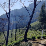 Terraced tea plantation on a misty mountainside with rows of tea bushes and trees, representing tea estate agriculture.