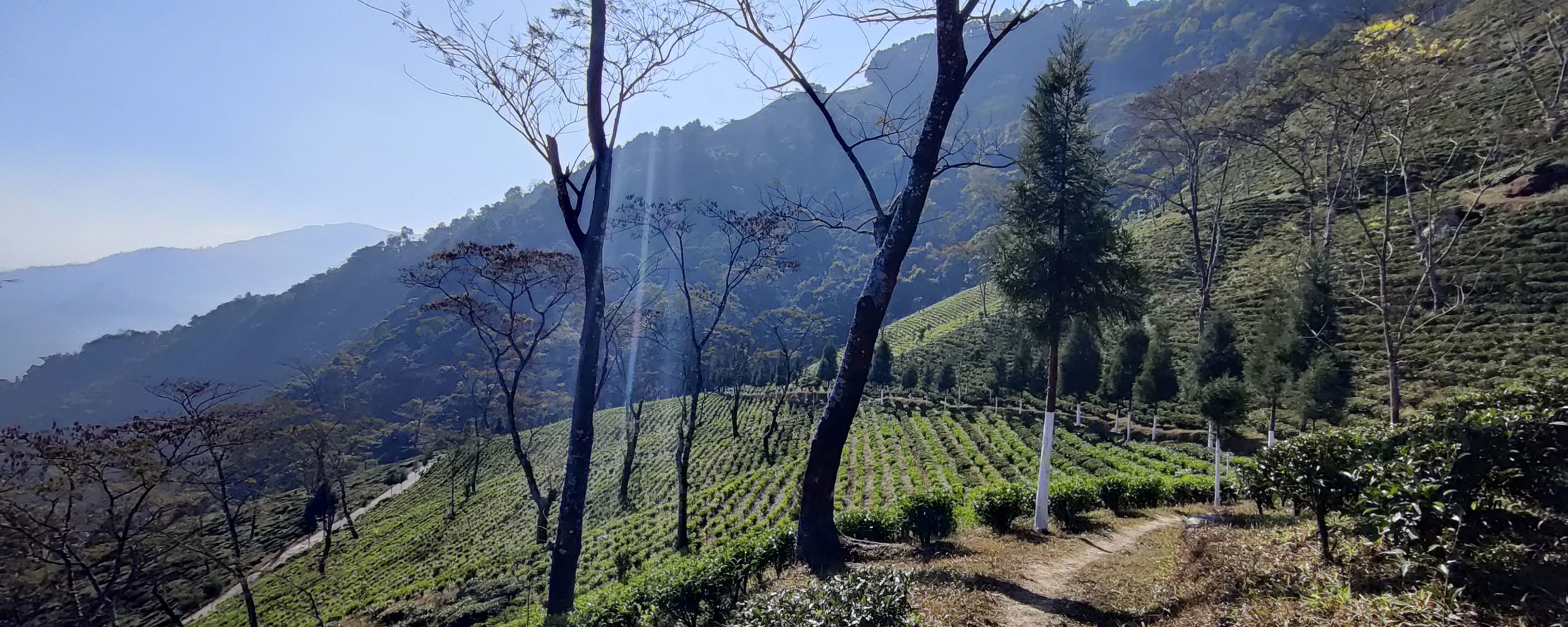 Terraced tea plantation on a misty mountainside with rows of tea bushes and trees, representing tea estate agriculture.