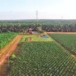 Aerial view of oil palm plantation with rows of young palms, a plantation building, and electricity pylons on the horizon