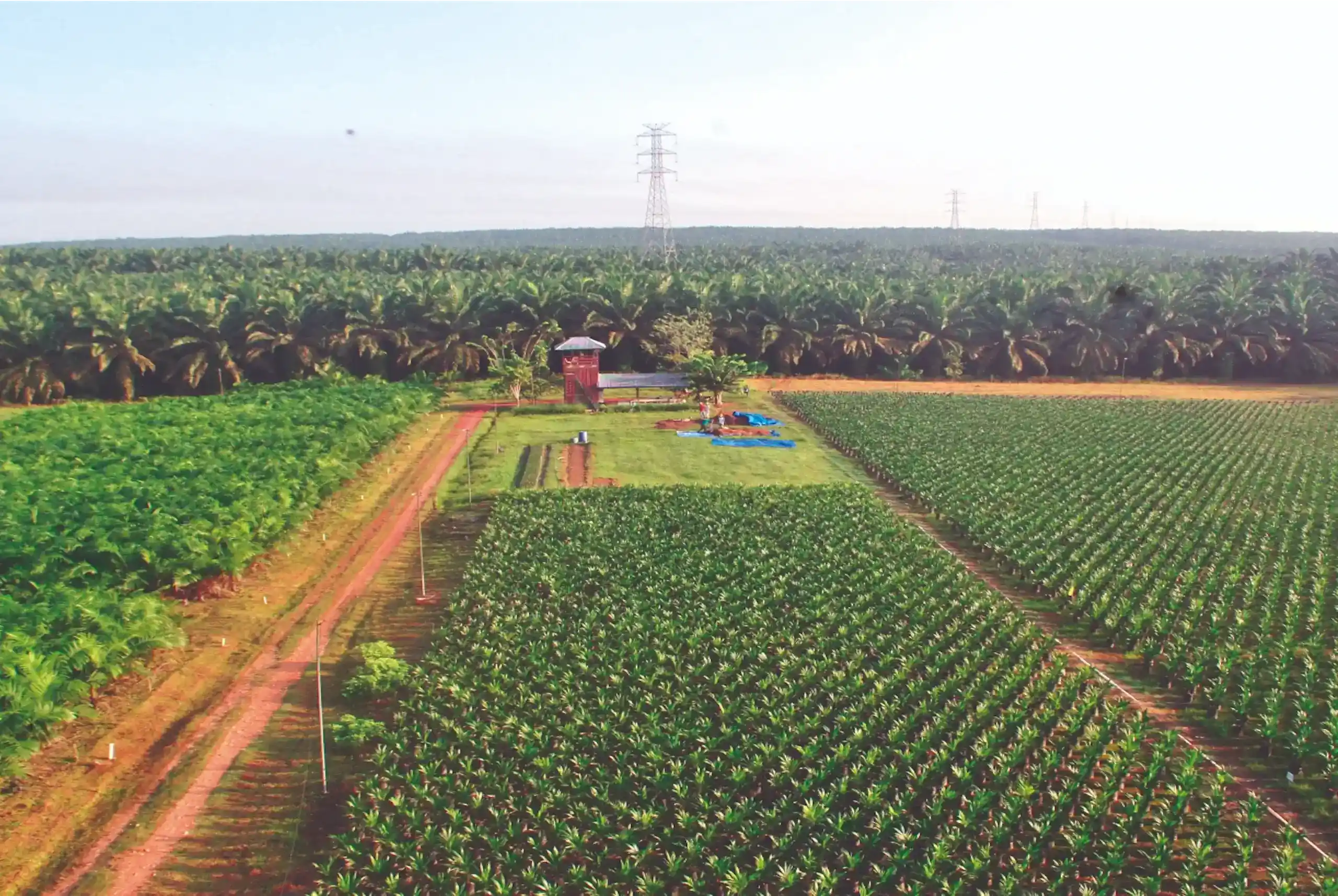 Aerial view of oil palm plantation with rows of young palms, a plantation building, and electricity pylons on the horizon