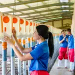 Farm workers in uniform tending to feed dispensers above pig pens inside a livestock breeding facility.