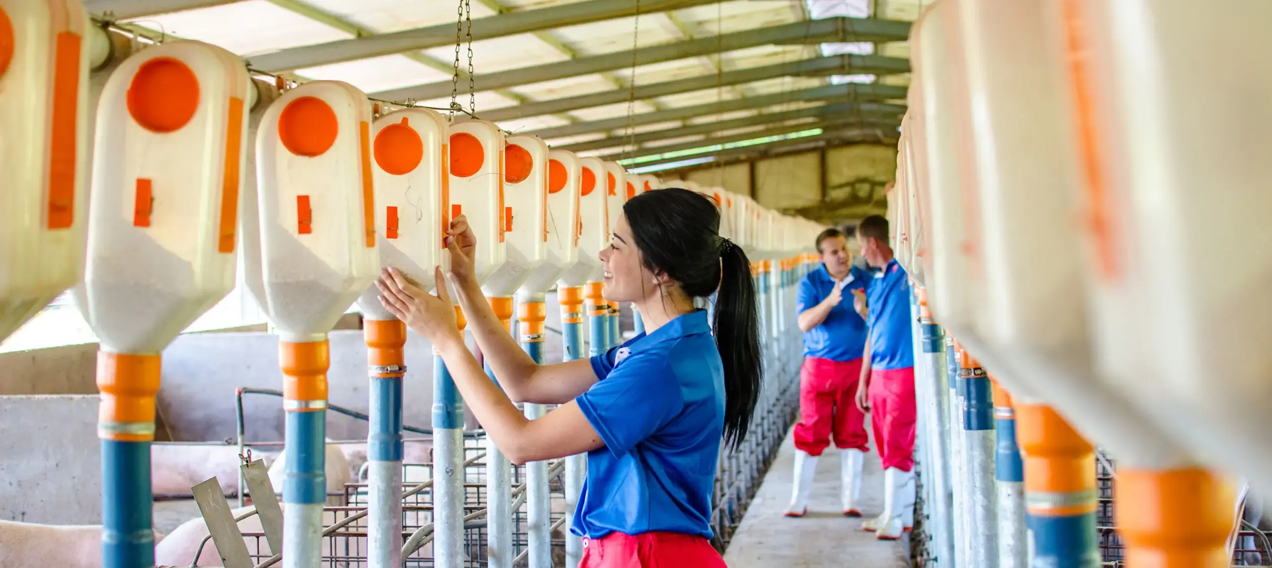 Farm workers in uniform tending to feed dispensers above pig pens inside a livestock breeding facility.